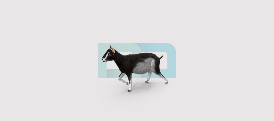 Owning goats